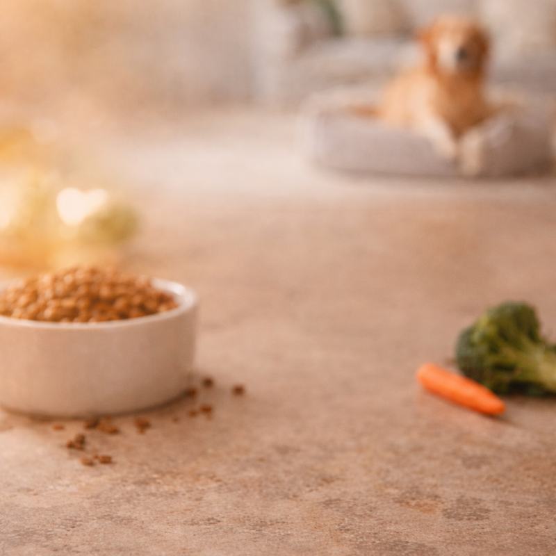 Hund und Katze fressen aus ihren Näpfen